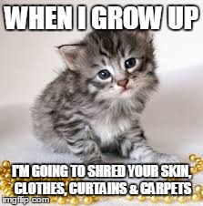 WHEN I GROW UP I'M GOING TO SHRED YOUR SKIN, CLOTHES, CURTAINS & CARPETS | image tagged in kitten | made w/ Imgflip meme maker