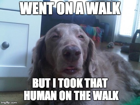 WENT ON A WALK BUT I TOOK THAT HUMAN ON THE WALK | made w/ Imgflip meme maker