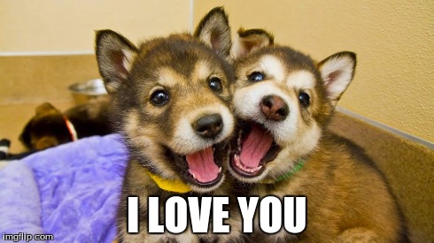 i love you | I LOVE YOU | image tagged in cute puppies | made w/ Imgflip meme maker