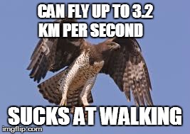 The Martial Eagle | CAN FLY UP TO 3.2 KM PER SECOND SUCKS AT WALKING | image tagged in eagle,martial eagle | made w/ Imgflip meme maker
