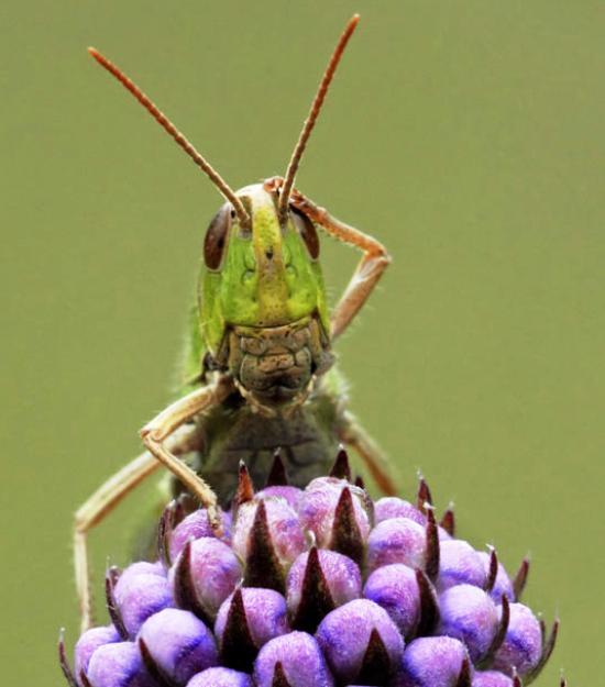 Confused Grasshopper Blank Meme Template