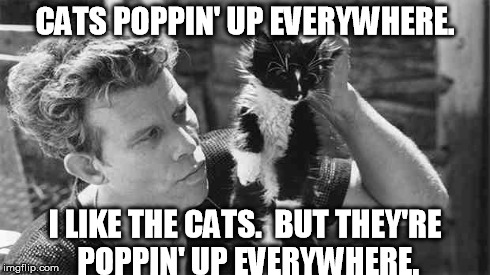 I Like The Cats.  But They're Poppin' Up Everywhere. | CATS POPPIN' UP EVERYWHERE. I LIKE THE CATS.  BUT THEY'RE POPPIN' UP EVERYWHERE. | image tagged in tom waits | made w/ Imgflip meme maker