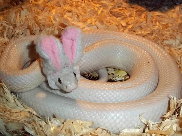 bunny-snake Blank Meme Template