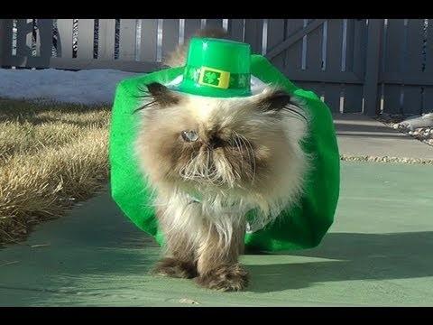 St Patrick's day birthday cat Blank Meme Template