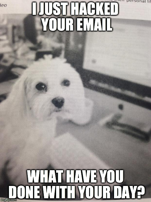 I JUST HACKED YOUR EMAIL WHAT HAVE YOU DONE WITH YOUR DAY? | image tagged in work,cute,halle berry,challenge,clever,email | made w/ Imgflip meme maker