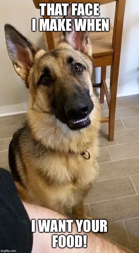 Dog Wants Food Imgflip