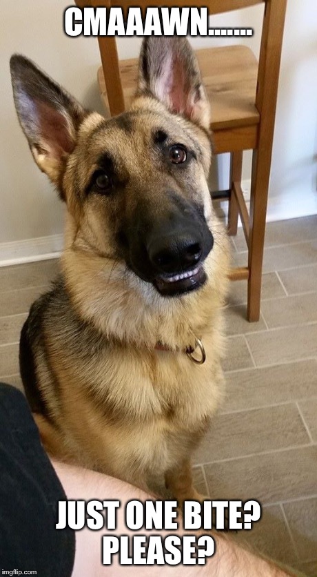 Dog begs for food | CMAAAWN....... JUST ONE BITE? PLEASE? | image tagged in fast food,food,dogs,dog,german shepherd | made w/ Imgflip meme maker
