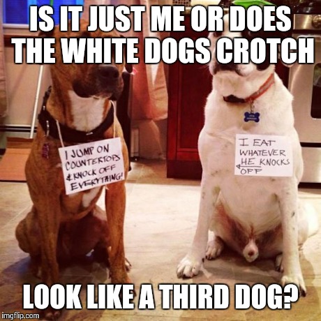 IS IT JUST ME OR DOES THE WHITE DOGS CROTCH LOOK LIKE A THIRD DOG? | image tagged in dogs,funny,memes | made w/ Imgflip meme maker