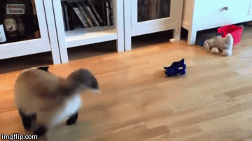 You spin me round | image tagged in gifs,cats | made w/ Imgflip video-to-gif maker