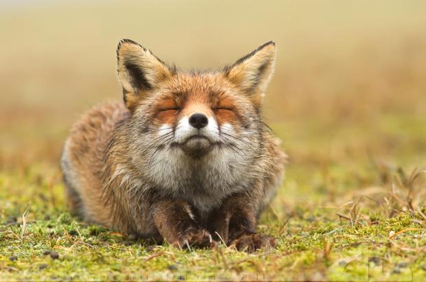 meditatfox Blank Meme Template