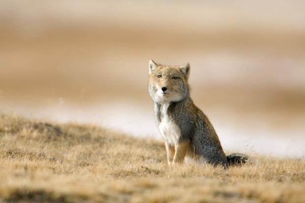 High Quality Tibetan Fox Blank Meme Template