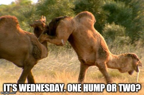 IT'S WEDNESDAY. ONE HUMP OR TWO? | image tagged in hump day | made w/ Imgflip meme maker