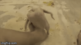 Howtobasic Chicken Dance Imgflip