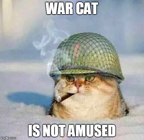 War Cat | WAR CAT IS NOT AMUSED | image tagged in war cat | made w/ Imgflip meme maker