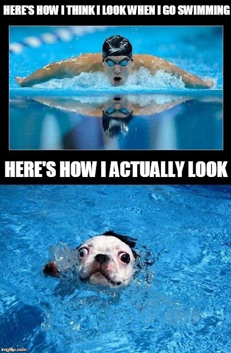 Here's How I Think I Look... | HERE'S HOW I THINK I LOOK WHEN I GO SWIMMING HERE'S HOW I ACTUALLY LOOK | image tagged in swimmimg,michaelphelps,pug,vince vance,here's how i actually look,funniest meme | made w/ Imgflip meme maker