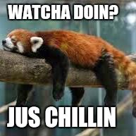 Jus chillin | WATCHA DOIN? JUS CHILLIN | image tagged in animal meme | made w/ Imgflip meme maker