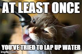 AT LEAST ONCE YOU'VE TRIED TO LAP UP WATER | image tagged in lapping | made w/ Imgflip meme maker