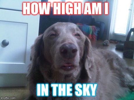 High Dog | HOW HIGH AM I IN THE SKY | image tagged in memes,high dog | made w/ Imgflip meme maker