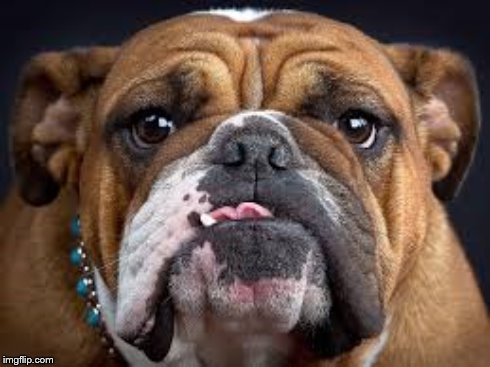 image tagged in funny animals,dogs | made w/ Imgflip meme maker