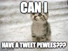 Sad Cat | CAN I HAVE A TWEET PEWEES??? | image tagged in memes,sad cat | made w/ Imgflip meme maker