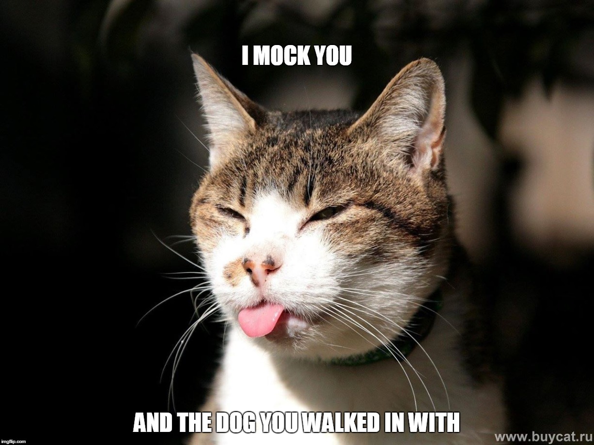 I MOCK YOU AND THE DOG YOU WALKED IN WITH | image tagged in cat,mocking | made w/ Imgflip meme maker