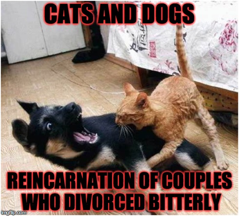 CATS AND DOGS REINCARNATION OF COUPLES WHO DIVORCED BITTERLY | image tagged in dogs,funny cats | made w/ Imgflip meme maker