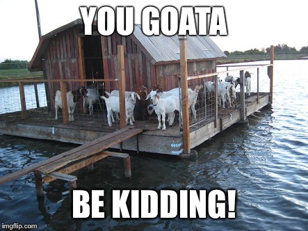 Float my goat | YOU GOATA BE KIDDING! | image tagged in goats,puns | made w/ Imgflip meme maker