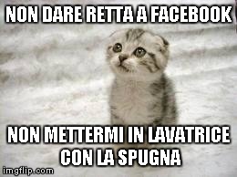 Sad Cat Meme | NON DARE RETTA A FACEBOOK NON METTERMI IN LAVATRICE CON LA SPUGNA | image tagged in memes,sad cat | made w/ Imgflip meme maker