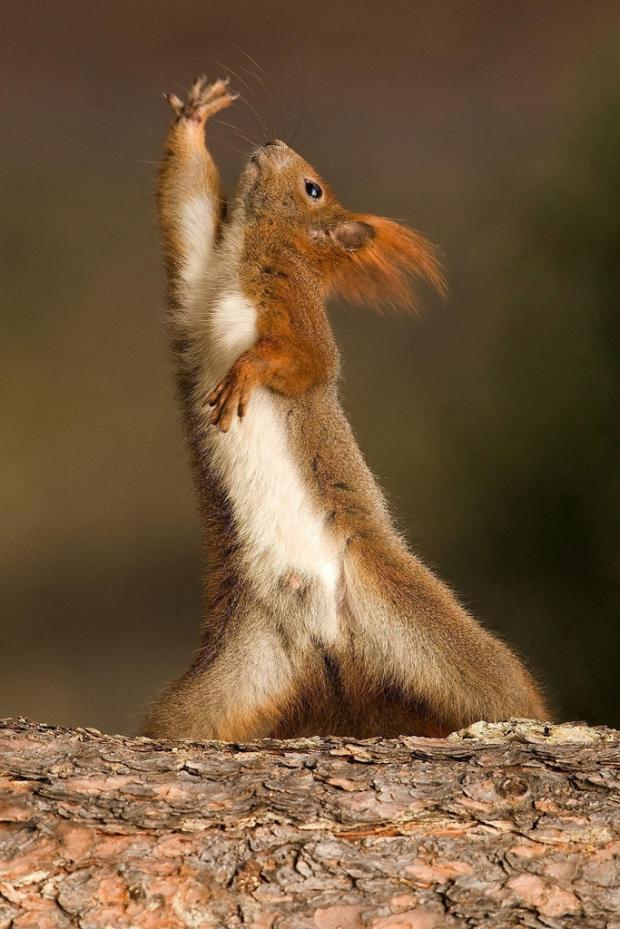 Dancing Squirrel Blank Meme Template