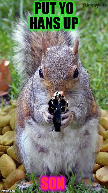 funny squirrels with guns (5) | PUT YO HANS UP SON | image tagged in funny squirrels with guns 5 | made w/ Imgflip meme maker