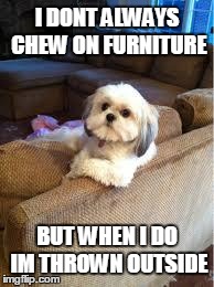 the most interesting dog in the world | I DONT ALWAYS CHEW ON FURNITURE BUT WHEN I DO IM THROWN OUTSIDE | image tagged in the most interesting dog in the world | made w/ Imgflip meme maker