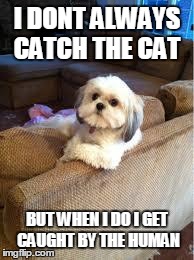 the most interesting dog in the world | I DONT ALWAYS CATCH THE CAT BUT WHEN I DO I GET CAUGHT BY THE HUMAN | image tagged in the most interesting dog in the world | made w/ Imgflip meme maker