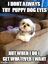 the most interesting dog in the world | I DONT ALWAYS TRY 
PUPPY DOG EYES BUT WHEN I DO I GET WHATEVER I WANT | image tagged in the most interesting dog in the world | made w/ Imgflip meme maker