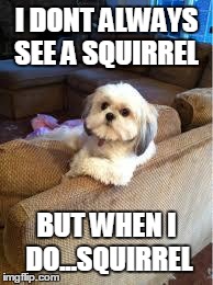 the most interesting dog in the world | I DONT ALWAYS SEE A SQUIRREL BUT WHEN I DO...SQUIRREL | image tagged in the most interesting dog in the world | made w/ Imgflip meme maker