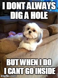 the most interesting dog in the world | I DONT ALWAYS DIG A HOLE BUT WHEN I DO I CANT GO INSIDE | image tagged in the most interesting dog in the world | made w/ Imgflip meme maker