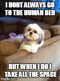 the most interesting dog in the world | I DONT ALWAYS GO TO THE HUMAN BED BUT WHEN I DO I TAKE ALL THE SPACE | image tagged in the most interesting dog in the world | made w/ Imgflip meme maker