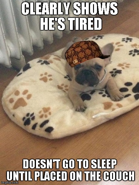 CLEARLY SHOWS HE'S TIRED DOESN'T GO TO SLEEP UNTIL PLACED ON THE COUCH | image tagged in gizmo | made w/ Imgflip meme maker