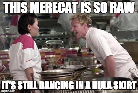 Angry Chef Gordon Ramsay Meme | THIS MERECAT IS SO RAW IT'S STILL DANCING IN A HULA SKIRT | image tagged in memes,angry chef gordon ramsay | made w/ Imgflip meme maker