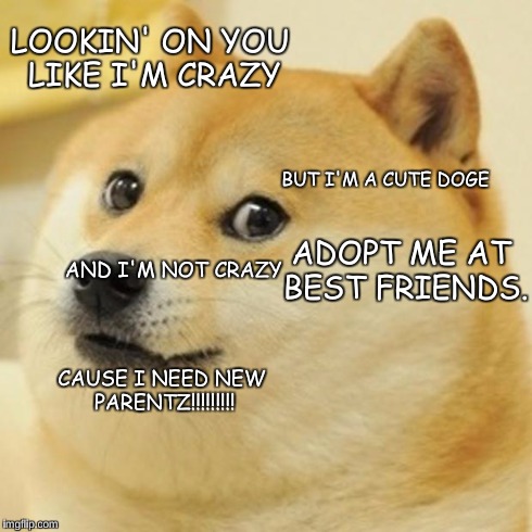 Doge Meme | LOOKIN' ON YOU LIKE I'M CRAZY BUT I'M A CUTE DOGE AND I'M NOT CRAZY ADOPT ME AT BEST FRIENDS. CAUSE I NEED NEW PARENTZ!!!!!!!!! | image tagged in memes,doge | made w/ Imgflip meme maker