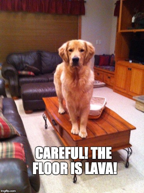Coffee Table Dog | CAREFUL! THE FLOOR IS LAVA! | image tagged in coffee table dog | made w/ Imgflip meme maker