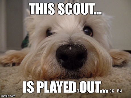 Scout | THIS SCOUT... IS PLAYED OUT... | image tagged in dog | made w/ Imgflip meme maker