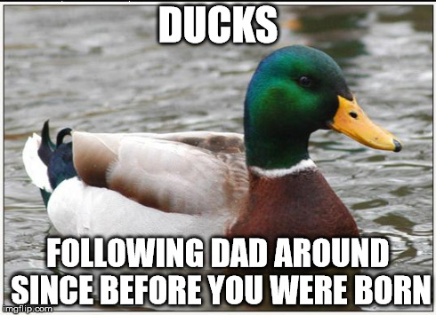 Actual Advice Mallard | DUCKS FOLLOWING DAD AROUND SINCE BEFORE YOU WERE BORN | image tagged in memes,actual advice mallard | made w/ Imgflip meme maker