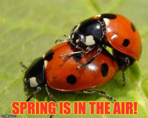 Think Spring! | SPRING IS IN THE AIR! | image tagged in love bug,memes | made w/ Imgflip meme maker
