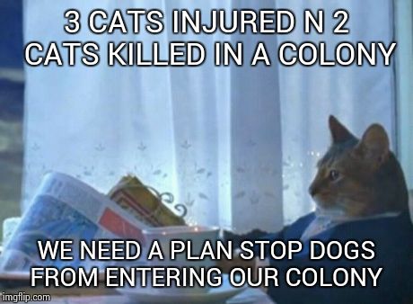 I Should Buy A Boat Cat Meme | 3 CATS INJURED N 2 CATS KILLED IN A COLONY WE NEED A PLAN STOP DOGS FROM ENTERING OUR COLONY | image tagged in memes,i should buy a boat cat | made w/ Imgflip meme maker