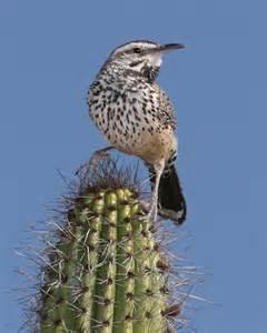 High Quality cactus wren Blank Meme Template