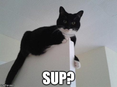Sup? | SUP? | image tagged in fluteboy,cat,lolcat | made w/ Imgflip meme maker