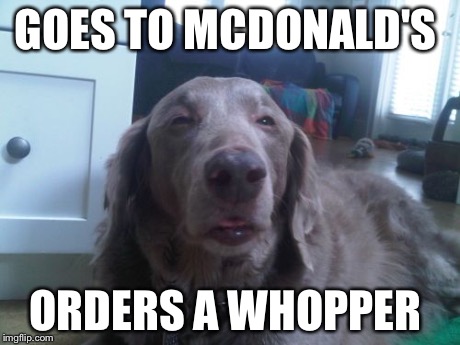 High Dog | GOES TO MCDONALD'S ORDERS A WHOPPER | image tagged in memes,high dog | made w/ Imgflip meme maker