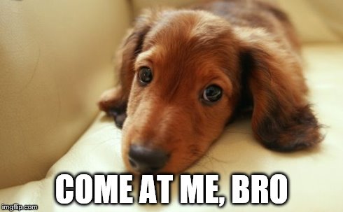 COME AT ME, BRO | image tagged in dogs | made w/ Imgflip meme maker