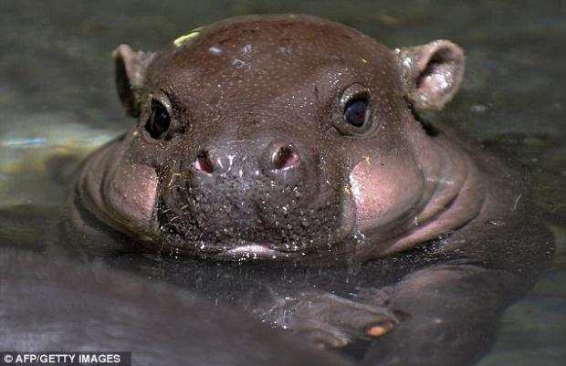 Baby Hippo Blank Meme Template