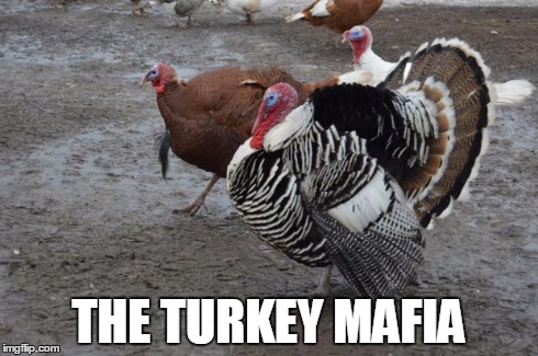 THE TURKEY MAFIA | image tagged in the turkey mafia | made w/ Imgflip meme maker